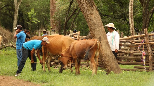 Landwirtschaft ist die Lebensgrundlage für lokale und indigene Bewohner der Gemeinde Macharetí im Südosten Boliviens. Das Foto zeigt, wie während des Guaraní-Karnevals im Jahr 2020 Rinder gebrandmarkt werden. Foto: Jhaquelin Dávalos/IPDRS